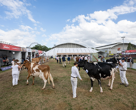 Cattle Judging Lawn